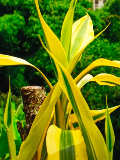 A vibrant plant with long, yellow and green striped leaves dominates the frame. The leaves are arranged around a central point, creating a dynamic visual flow. Behind the plant, lush green foliage blurs into a soft background. A small, weathered tree stump peeks out from behind the leaves. The image is brightly lit, highlighting the textures and colors of the plant and its surroundings.