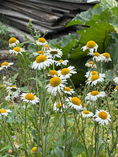 This media file is a close-up, vertically oriented photograph of a cluster of white and yellow daisies. The daisies are in various stages of bloom, with some fully open and others still in bud. The petals are white, and the centers are a vibrant yellow. They are growing on thin, green stems amidst other foliage and smaller wildflowers. In the background, a weathered wooden fence or structure is visible on the left, with large green leaves of another plant. The overall scene suggests an outdoor setting, likely a garden or natural area. The lighting indicates it could be daytime, with no specific time of day discernable, and the weather appears to be fair, suitable for plants to be in bloom. The image evokes a sense of nature's beauty and the simple charm of wildflowers. There is no visible text in the image. The location context provided is Kuybyshev, Russia.