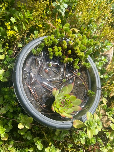 This is a close-up, high-angle shot of a small, circular pot filled with water and surrounded by various succulent plants. The pot itself is dark gray with a metallic sheen and has a slightly raised rim. Inside the pot, a single, vibrant green Sempervivum plant with reddish tips is partially submerged in the water, its rosette shape clearly visible. Scattered across the surface of the water are several brown pine needles. The pot is nestled amongst a dense growth of small, green, fleshy-leaved succulents, some of which are clustered tightly, while others trail outwards. In the background, more of these succulents are visible, with some bearing tiny, bright yellow flowers. The overall impression is of a garden setting, likely outdoors given the sunlight dappling the scene and the type of plants. The location is identified as Starozhivotinnoe, Russia, though no specific urban features are discernible within the frame.