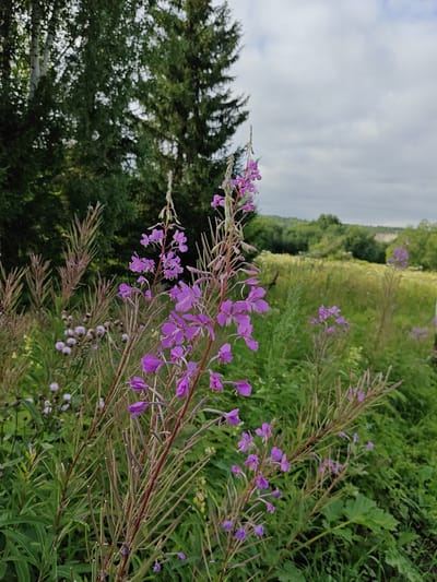 This is a medium shot, outdoor, nature photograph taken in Rassol'naya, Russia. The foreground features a close-up view of several blooming fireweed plants, characterized by their tall, slender stalks topped with clusters of vibrant purple flowers. The flowers have delicate, five-petaled blossoms. The stalks are thin and reddish-brown, with numerous small, dried seed pods visible. Behind the fireweed, a variety of green foliage and grasses fill the mid-ground, with some blurry, light-colored flowers interspersed. In the background, a line of dark green trees, including a prominent evergreen and a lighter-barked tree, form a dense forest. The sky above is overcast with a muted grey and white cloud cover. The overall impression is that of a wild, natural landscape during a temperate season.