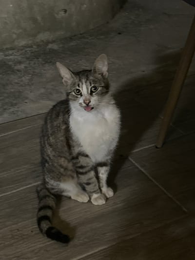 A tabby kitten with white chest fur sits on a wooden floor in what appears to be an indoor environment. The kitten's tongue is sticking out. The background is a rough, gray wall with a textured surface. Part of a wooden chair leg is visible on the right side of the image. There are no people present. The setting does not provide any specific clues to identify the location as Salmanovo, Bulgaria.