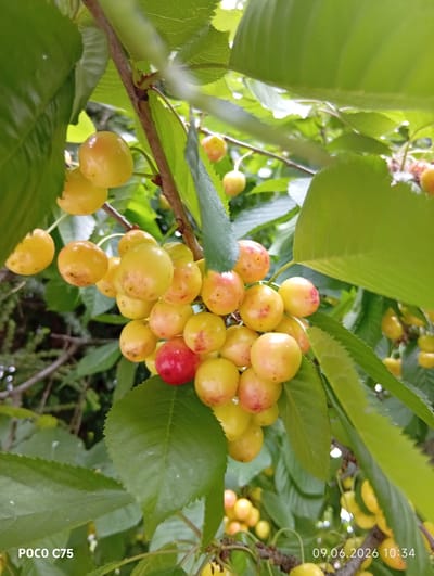 A cluster of light yellow cherries, with some showing red blush, hangs from a tree branch amidst green leaves. One cherry is distinctly bright red. The scene appears to be outdoors, likely in a garden or orchard setting, with soft, diffused lighting. The image includes a timestamp "09.06.2026 10:34" and a device identifier "POCO C75" in the bottom right and left corners, respectively. The cherries are the primary subject, appearing ripe and ready for harvest. The background is softly blurred, focusing attention on the fruit.