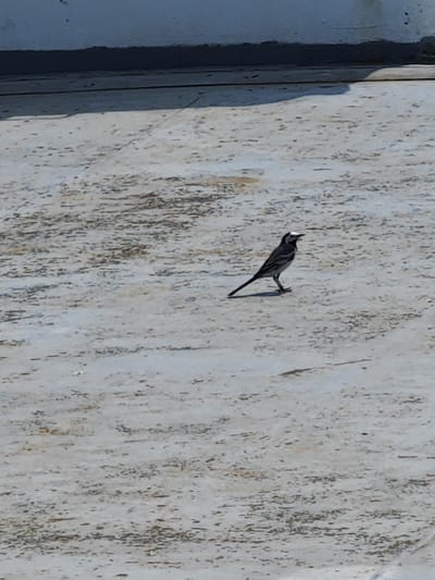 A solitary bird with black and white plumage stands on a light-colored, textured surface. The bird is facing to the right, with its head slightly tilted and its tail extended behind it. The surface appears to be concrete or asphalt, with visible cracks and discoloration. In the background, there is a dark line and a light-colored wall, casting a shadow on the ground. The overall scene is outdoors, likely in an urban or semi-urban environment. There is no information in the image that indicates the location in Podkamennaya Tunguska, Russia.
