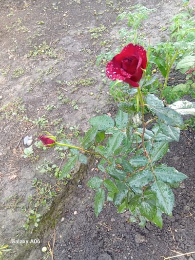A close-up, high-angle shot shows a blooming red rose with water droplets on its petals, resting on a stem surrounded by green leaves. The rose is on the left side of the frame, with a smaller, unopened bud below it on the right. The leaves are also wet, suggesting recent rain or dew. The ground beneath the plant is dark soil with scattered small green plants and some pebbles. The scene appears to be outdoors, likely in a garden or natural setting. The overall impression is one of natural beauty and freshness after a rainfall. The timestamp "Galaxy A06" is visible in the bottom right corner of the image.