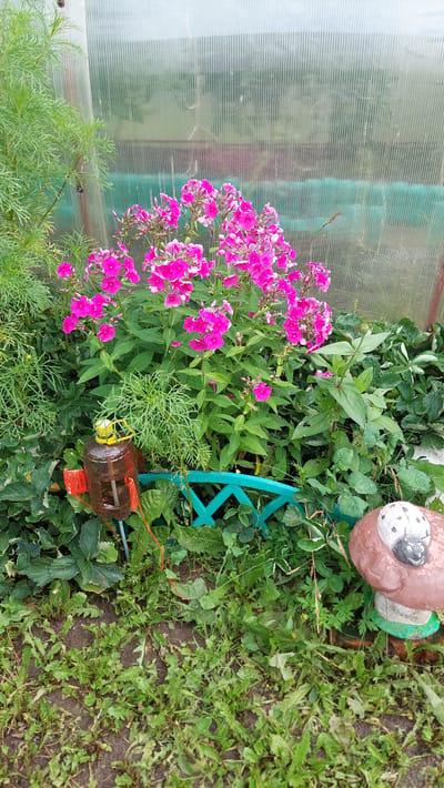 In the city of Tyubuk, Russia, an outdoor scene features a greenhouse with a corrugated plastic covering. In front of the greenhouse, a cluster of vibrant pink phlox flowers is in full bloom. To the left of the flowers, a feathery green plant adds texture to the scene. A homemade garden ornament, constructed from a plastic bottle, is positioned amongst the foliage, adorned with red accents and a yellow lid. A small, teal-colored decorative fence segment is visible in the foreground, partially obscured by greenery. To the right, a mushroom-shaped garden gnome with a ladybug decoration sits on the ground. The area is densely planted with various green plants and grasses, with visible soil in some patches.