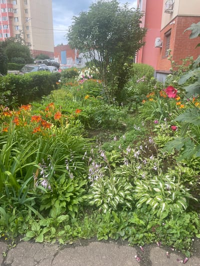 The image depicts a lush flowerbed situated in front of a modern residential building, likely part of a club residence, in Ангелово Клубная Резиденция, Russia. The flowerbed is densely planted with a variety of blooming flowers, including vibrant orange daylilies and delicate purple bell-shaped flowers. Hostas with variegated green and white leaves are also prominent. In the background, several cars are parked in front of the residential buildings, suggesting an urban or suburban setting. The architecture of the buildings, one in a pale beige and another in pink, is visible, along with what appear to be air conditioning units mounted on the walls. The overall scene is one of a well-maintained urban landscape with a focus on floral greenery.
