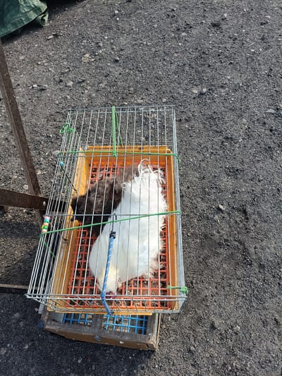 This image shows two chickens in a wire cage with an orange plastic tray at the bottom. The cage is placed on top of a wooden crate with a blue plastic base. The ground is covered in dark gravel. In the background, a green tarp is visible. The scene appears to be outdoors, possibly in a market or yard. The chickens are one brown and white and the other primarily white with some red on its head. The chickens are not actively doing anything. The image is taken from a high angle looking down. There is no discernible information that places this image in Łosice, Poland.