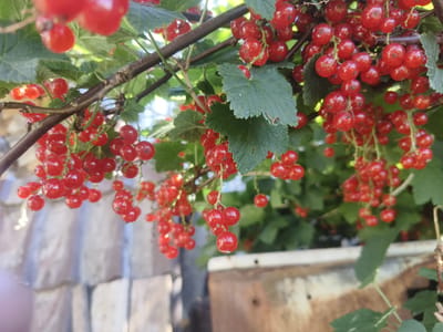 A close-up, eye-level shot captures a cluster of ripe red currants hanging from a branch amidst lush green foliage. The berries are small and round, with a glossy sheen that reflects the sunlight. Some leaves are in focus, displaying intricate veining, while others are softly blurred, creating a sense of depth. In the background, a rustic, weathered surface, possibly a wall or a wooden structure, is visible, suggesting an outdoor setting. The overall impression is one of natural beauty and abundance, likely in the city of Luhavaslabadski Selski Savet, Belarus.