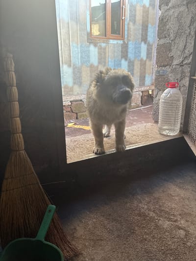 A fluffy, light-colored dog stands on a raised, reflective surface, looking down. The dog has dark eyes and a prominent muzzle. Behind the dog, a large clear plastic bottle with a red cap sits on a rough, grey concrete wall. The wall is partially covered by a patterned material with diamond shapes in shades of blue, beige, and grey. A small window with a wooden frame is visible on this patterned surface. To the right of the dog, the scene transitions to a dark, rough-textured wall or floor. In the lower right corner, a broom made of natural fibers is visible, with a green dustpan resting on it. The dustpan has text that appears to read "JAYAVAN 10X". The lighting suggests it is daytime, possibly outdoors or in a partially enclosed space with natural light. The overall impression is a candid snapshot of a domestic scene, perhaps a backyard or utility area.