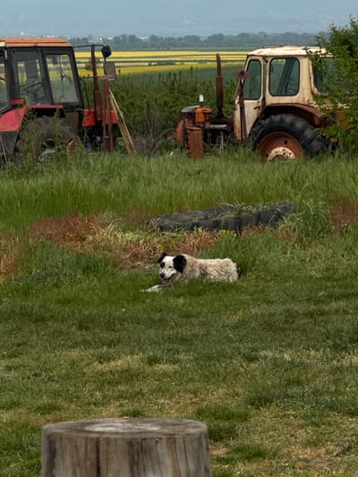 The image depicts a grassy field in Chokoba, Bulgaria, where two abandoned tractors, one red and one white, stand amidst overgrown vegetation. A black and white dog lies in the grass between the tractors. A stack of tires separates the two tractors. A wooden post is visible in the foreground, partially obscuring the view. In the background, a landscape with fields of yellow flowers stretches out.