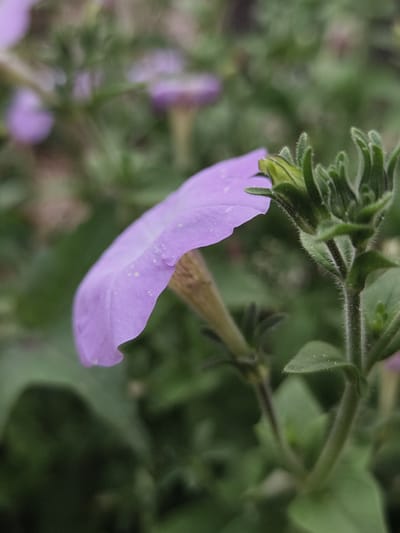 A close-up, shallow depth of field photograph captures a purple petunia flower in bloom, with its petals gently unfurling. The flower is positioned on the right side of the frame, with its trumpet-shaped bloom facing left. A partially closed bud is visible to the right of the main flower, with several green sepals showing. The stem of the flower is covered in fine, white hairs. In the background, other purple flowers and blurred green foliage create a soft, diffused bokeh effect. The overall lighting is natural and overcast, contributing to the gentle tones of the image. The scene appears to be in a garden or outdoor setting within Семилетка, Russia, though no specific landmarks or structures are visible.