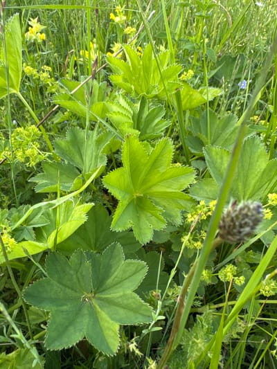The image depicts a close-up view of lush green vegetation, likely a meadow or field, bathed in natural daylight. The dominant elements are large, palmate green leaves with serrated edges, characteristic of Lady's Mantle (Alchemilla). Interspersed among these leaves are clusters of small, yellow-green flowers and thin, upright green stalks of grass and other plants. In the foreground, a single, dark, cone-shaped seed head is visible on a thin stem, slightly out of focus. The background is a dense tapestry of green foliage and hints of yellow and blue wildflowers, suggesting a natural, uncultivated environment. There are no people, animals, or man-made objects visible in the frame. The scene is static and natural, implying a focus on botanical detail within a rural or wild setting. The location is stated to be Луптюг, Russia.