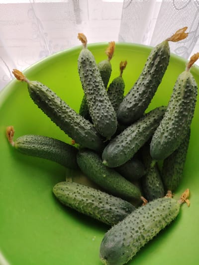 The media file contains a close-up, high-angle shot of a bright green bowl filled with numerous small, bumpy cucumbers. The cucumbers are a deep green color with lighter green bumps and have small, dried yellow flowers attached to their ends. They are piled together in the bowl, with some overlapping and others more visible at the top and edges. The bowl itself is a vibrant lime green and appears to be made of plastic. In the background, a white, sheer curtain with a subtle pattern is visible, suggesting an indoor setting with natural light filtering through. The overall impression is one of a fresh harvest. The location is contextually given as Soivolovskaya, Russia. There is no visible text in the media file.