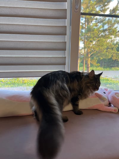A fluffy Maine Coon cat lies on a pink cushioned surface near a window. The cat is dark gray with black tabby markings and a bushy tail. It is looking up and to the left, with one paw extended. Behind the cat, a pink stuffed toy with white ears and a pink paw is visible. Through the window, trees with green foliage are seen against a bright sky, suggesting it is daytime and likely sunny. To the left of the cat, vertical blinds are partially drawn. The scene is likely indoors in a room with a view of nature. There is no visible text.
