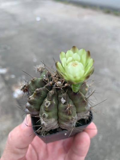 A hand holds a small potted cactus with a pale green flower blooming on top. The cactus is dark green and ribbed, with sharp spines protruding from its surface. The background is a blurred, grey, outdoor surface that appears to be concrete or pavement. The image was taken in Ban San Ton Kok, Thailand.