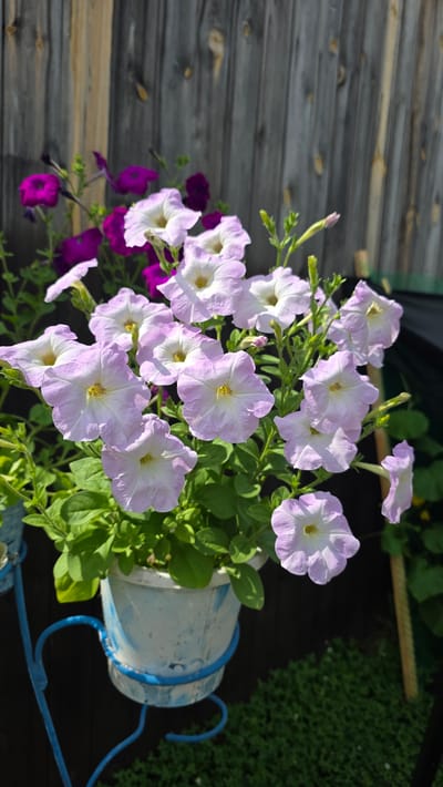 In Ларичиха, Russia, a close-up shot captures a potted petunia plant with numerous light purple and white flowers. The petunias are in full bloom, with some flowers displaying prominent yellow centers. They are situated in a white pot with blue accents, which is held by an ornate blue metal stand. In the background, a weathered wooden fence with vertical planks provides a rustic backdrop. The lower right portion of the image shows dark green ground cover. The lighting suggests a sunny day, casting natural shadows. No people or animals are present in the scene.
