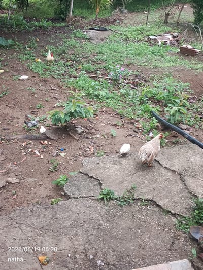The image depicts an outdoor scene with several chickens scattered across a dirt and concrete area. In the foreground, a light-colored chicken stands on a cracked concrete surface. To its left and slightly behind it, a smaller white chicken is visible. Further back, near a small plant, a darker-colored chicken is present, along with another white chicken. In the upper left portion of the image, a rooster with a red comb stands in the dirt among green vegetation. The background features more foliage and scattered debris. The timestamp "2026/06/19 06:30" and the word "natha" are overlaid on the bottom left of the image. The scene appears to be a rural or backyard setting.