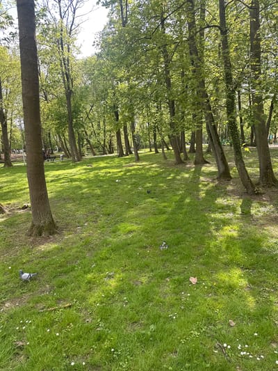 The image shows a park-like area, possibly in Nogent-sur-Oise, France. A row of trees lines the left side of the frame, with sunlight filtering through their leaves, casting shadows on the grass. The grass is green and appears well-maintained, with small white flowers scattered throughout. Several pigeons are visible on the ground, pecking at the grass. Some people are sitting on a bench along the trees.