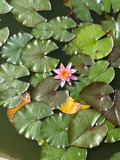 This image shows a close-up aerial view of a single pink water lily floating on dark green water, surrounded by numerous lily pads. The lily pads are of varying sizes and shades of green, with some appearing slightly yellowed or brownish. The water is still and reflects the light. The scene is set in a pond, likely in a natural or garden setting. The provided crops do not offer additional context regarding the location in Tatariv, Ukraine.