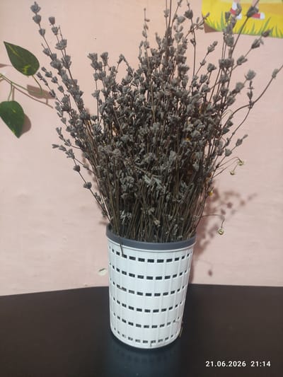 A bouquet of dried lavender is displayed in a white, woven plastic pot. The pot has a gray rim and a grid-like pattern of rectangular openings. The lavender stems are thin and brown, with small, gray buds. Some dried chamomile flowers are also present. To the left of the pot, a green leaf with yellow markings hangs from a vine. The background is a textured pink wall. A dark surface is in the foreground, on which the pot rests. A timestamp in the bottom right corner reads "21.06.2026 21:14". The image appears to be taken indoors.