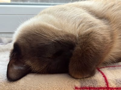 A close-up, overhead shot shows a Siamese cat sleeping curled up on a beige blanket with a red plaid pattern. The cat's head is tucked into its body, with its ears folded back. The fur transitions from dark brown on the face and ears to a lighter cream color on its back. The cat is resting near a window.