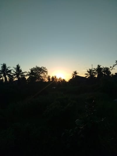 The image depicts a sunset scene in Lawang, Indonesia. The sun is positioned centrally in the horizon, partially obscured by silhouetted trees, primarily palm trees. The sky is a gradient from pale blue at the top to orange and yellow near the horizon. A flock of birds is visible flying near the horizon. The foreground consists of dense, dark vegetation. The scene is tranquil and natural with no human presence.