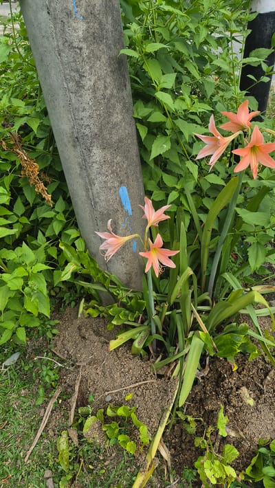 A ground-level shot taken in Pante Aree, Indonesia, shows a gray concrete object, possibly a curb or part of a structure, intersecting with a patch of greenery. Several light orange Amaryllis flowers are in bloom, emerging from the vegetation. The surrounding foliage is dense, composed of various green plants. The background reveals exposed dirt or soil. A small strip of ground with shorter grass is partially visible. There are traces of blue paint on the concrete object.