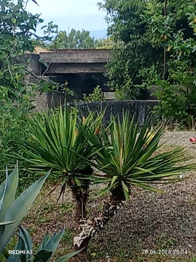 The image depicts an outdoor scene with a focus on a yucca plant in the foreground. Behind the plant, a weathered concrete structure, possibly an old bridge or wall, is visible, partially overgrown with foliage. The surrounding environment appears to be unkempt, with dry grass and scattered debris. Lush green trees and bushes form a backdrop to the scene. The sky is overcast, and the overall lighting suggests it is late afternoon or early evening. The lower right corner of the image displays a date and time stamp: "28.06.2026 20:04," and the lower left corner shows "REDMI A3," indicating the device used for capture. The scene is devoid of any people or animals. The location is identified as Pshap, Abkhazia.