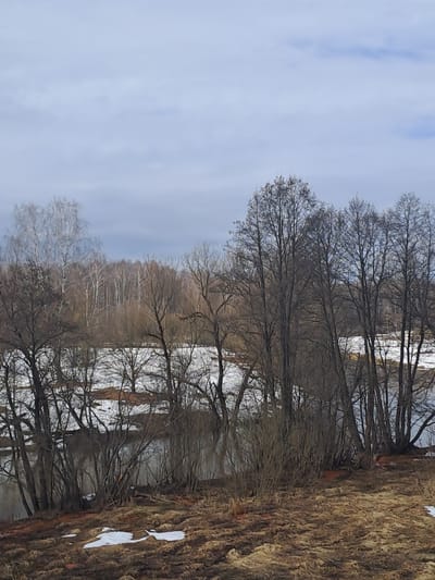 This image presents a wide view of a natural landscape in Avdot’ino, Russia, consistent with late winter or early spring conditions. The scene is dominated by a pale, overcast sky filling the upper third of the frame. Below the sky, a dense line of bare deciduous trees with dark trunks and branches runs horizontally across the mid-ground, partially obscuring a body of water. This water appears calm and dark, reflecting the dull light. On the far side of the water, a snow-covered bank is visible, backed by a distant forest composed entirely of leafless trees; several slender trees with lighter bark, possibly birches, are prominent within this distant woodland. In the immediate foreground, the ground is covered in dried, matted brown and yellowish vegetation, interspersed with several irregular patches of melting snow. No human figures, animals, or man-made structures are visible.