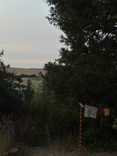 This is a medium shot, taken from a low angle, of a rural landscape at dusk, featuring a field of dry crops, a large tree, and laundry drying on a line. The field appears to be in the vicinity of Ammeldingen bei Neuerburg, Germany. In the foreground, dry grass and brush dominate, with a section of rocky ground to the left. A brightly colored pole, striped red and yellow, stands to the right, supporting a clothesline from which three items of laundry are hung: a patterned cloth, a red garment, and a yellow garment. A large, dark green tree with dense foliage occupies the right side of the frame, partially obscuring the sky and background. The sky is overcast and a pale gray. The overall impression is one of quiet domesticity set against a natural, rural backdrop.
