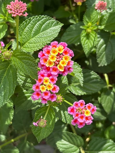 The image shows a close-up of a Lantana plant with clusters of pink, yellow, and orange flowers amidst green leaves. The textured leaves show detailed venation. The photo appears to have been taken during the day, as the lighting is bright with some shadows cast on the leaves. Given the prompt's request for the location in the city of Tezoyuca, Mexico, one can infer that the photo was taken there, although the image itself contains no explicit contextual clues to confirm this location. The subject focuses on the plant's biological details.