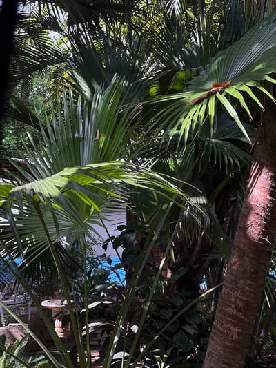 The image is a low-angle, close-up shot of lush green palm fronds and a section of a palm tree trunk. The leaves are large and fan-shaped, with many individual fronds radiating outwards. Sunlight filters through the leaves, creating dappled light and shadows. The texture of the palm tree trunk is rough and fibrous, with visible vertical striations. In the background, hints of foliage and possibly a building or structure can be seen, with a patch of bright blue visible in the upper right quadrant, suggesting the sky. The overall impression is one of dense, tropical vegetation. The lighting suggests it is daytime, with the sun high enough to cast distinct shadows. No people, text, or specific activities are depicted. The scene evokes a sense of being immersed in a natural, verdant environment, typical of a tropical or subtropical location like León, Nicaragua.