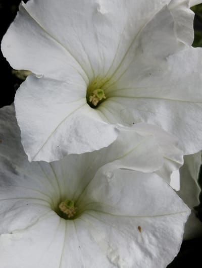 A close-up, vertical shot showcases two white petunias against a dark background. The flowers are in full bloom, with their petals gently curved and their centers a light green with fuzzy yellow stamens. The texture of the petals is visible, with fine lines and a slightly velvety appearance. The lighting is soft, highlighting the delicate structure of the flowers and casting subtle shadows. The image was captured in Ruda Śląska, Poland.