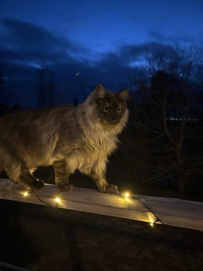 An image taken in Gränsta, Sweden, depicts a long-haired cat standing on a wooden railing at night or late dusk. The cat, exhibiting primarily grey-brown fur with lighter tones on its chest and face, has prominent ear tufts and light-colored, reflective eyes, directly observing the viewer. It stands on all four paws on a light-colored wooden beam or railing, which runs horizontally across the lower portion of the frame. A string of illuminated warm-white LED lights is draped along this railing, casting light onto the cat's underside and the beam. The background features a dark blue sky with visible cloud formations and silhouetted bare deciduous trees, more densely grouped on the right side of the frame. A faint, blurry greenish light source is visible in the upper-left sky.