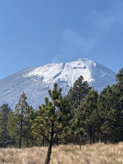 The image depicts a snow-covered mountain, possibly Popocatépetl, seen from the Tlamacas area of Mexico. A clear blue sky is visible on the left side of the image, and a forested area with tall pine trees is present on the right. Adjacent to the trees, there is a patch of dry, golden grass. No people or animals are visible.