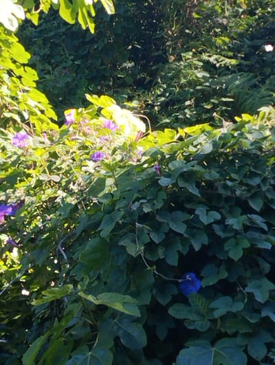The image depicts a dense green foliage with bright purple and blue flowers, likely a garden or natural setting in Arucas, Spain. Sunlight streams through the leaves, illuminating some areas and casting others in shadow, suggesting it is daytime. The overall impression is one of lush, vibrant nature. The plants appear to be a mix of large-leafed vines and smaller flowering plants. The purple flowers are clustered together and appear in the upper left and central parts of the image. A single striking blue flower is visible in the lower right, nestled amongst the dark green leaves. The scene is serene and natural, with no signs of human activity or text.