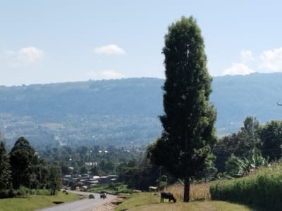 This image presents a rural landscape in Subukia ward, Kenya, under a clear blue sky with minimal cloud cover. In the foreground, an asphalt road curves from the lower left towards the mid-right. Two vehicles, a light-colored car and a darker utility vehicle, travel away from the viewer on this road. No discernible people are present. A dark-colored cow grazes on the grassy verge to the right of the road, beneath a prominent tall, slender green tree. A lighter-colored cow grazes on the left slope. The foreground and midground are rich with diverse green vegetation, including dense trees, bushes, and a field of yellowish stalks. In the midground valley, a cluster of buildings with light-colored roofs is visible among extensive tree cover. The background is dominated by a range of hazy, tree-covered hills extending across the horizon.