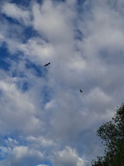 The image depicts a cloudy sky with two birds in flight. The sky is a mix of blue and white, with the clouds ranging in size and density. One bird is in the lower left portion of the image and the other is in the upper right of the image.  The upper right corner of the image features a tree branch with green leaves. The image is taken in Дерезовка, Russia.