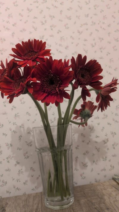 A close-up shot captures a bouquet of dark red gerbera daisies arranged in a clear glass vase. The vase is situated on a wooden surface, with a light-colored wallpaper adorned with a subtle floral pattern serving as the backdrop. The lighting is soft, casting faint shadows on the wall behind the flowers. The composition is focused on the vibrant blooms and their delicate stems. The image does not contain any information that would indicate its location in the city of Haseldorf, Germany.