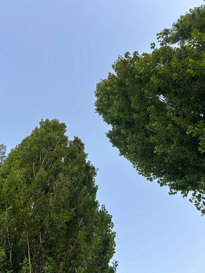 Two tall, leafy trees are captured from a low-angle perspective, reaching towards a clear, pale blue sky. The tree on the left is mostly in the frame, with its dense green foliage filling the lower left quadrant. The tree on the right is more dominant, with its upper branches and leaves extending from the right side of the image and curving towards the top. The leaves are vibrant green and appear to be from deciduous trees, possibly poplar or aspen, given their pointed shape and arrangement. The lighting suggests it is daytime, possibly late afternoon or early morning, as there are no harsh shadows. The scene is devoid of any human presence, animals, or man-made structures, presenting a natural, serene environment. The specific location in Dzherokay, Russia, is not visually identifiable from the image alone.