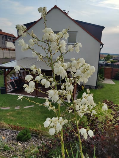 The image captures a close-up view of a blooming Yucca plant with numerous white, bell-shaped flowers on tall stalks. The plant is in the foreground, with its delicate white petals and green stems dominating the center of the frame. In the background, a suburban backyard scene unfolds. A modern, white house with a dark-pitched roof is visible, featuring a few windows and a chimney. Adjacent to the house is a covered patio area with dark-colored furniture, including lounge chairs. The yard is well-maintained, with a lush green lawn and a paved path leading towards a wooden fence. Further in the distance, more houses and trees can be seen, suggesting a residential neighborhood. The sky above is overcast with some patches of lighter sky, indicating it might be late afternoon or early evening, possibly with fair weather. The overall atmosphere is serene and domestic, highlighting the beauty of the blooming Yucca against the backdrop of a typical residential setting. There is no visible text in the image.