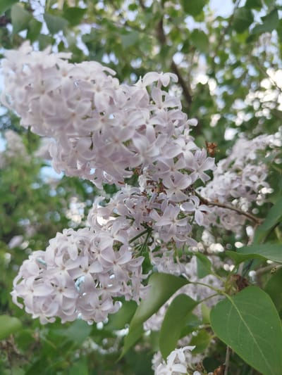 The image depicts a close-up view of a lilac bush in bloom. The lilac flowers are a pale purple color and are arranged in dense clusters. Green leaves are also visible, providing a backdrop for the flowers. The background is blurry, suggesting the presence of other foliage and possibly sky. The location is Мамонтово, Russia, but there are no features in the image that confirm this explicitly.