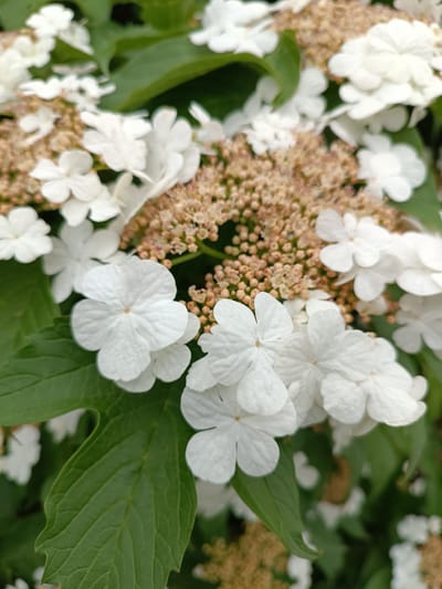 This media file is a close-up photograph of a cluster of white flowers with green leaves. The flowers are delicate and appear to be in bloom, with a central cluster of smaller, undeveloped buds. The leaves are a vibrant green and have a serrated edge. The overall impression is one of natural beauty and freshness.
The lighting suggests it is daytime, likely outdoors, given the presence of natural foliage. There are no people or man-made objects visible, focusing the attention entirely on the botanical subject matter. The image has a shallow depth of field, blurring the background and emphasizing the details of the flowers in the foreground.
The location context provided is Krasnopol'ye, Russia. This information adds a geographical element to the description, suggesting the photograph was taken in that specific region. No text is visible in the image. The overall mood evoked is one of tranquility and appreciation for nature's floral displays.