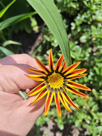 A close-up, eye-level shot shows a person's left hand gently holding a vibrant gazania flower. The flower, with its striking yellow and red striped petals and dark centers, is the primary subject. The background consists of lush green foliage and blurred out vegetation, suggesting an outdoor setting. The image does not provide any information about the location being Unarokovo, Russia.