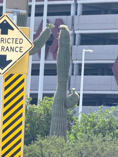 The image shows a Saguaro cactus in front of a building in Paradise, United States of America. The cactus has multiple arms, with white flowers at the end of each one. In the foreground, there is a yellow barrier with black stripes. A road sign indicating "Restricted Entrance" is also visible. In the background, there is a building and some trees. The scene appears to be taken during daylight.