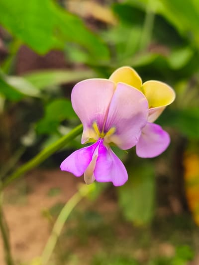 A close-up vertical photograph captures a single pea-like flower, likely from a leguminous plant, situated in Teumpokteungku, Indonesia. The prominent blossom features a light yellow banner petal at the top, two light purple wing petals, and a distinct vibrant magenta keel petal with a small yellow-green central area. The flower is supported by a slender green stem visible on the left side of the frame. The background is heavily blurred, displaying out-of-focus green foliage in the upper portion and a mixture of brown earth and muted green vegetation in the lower half. No individuals or specific actions are depicted.