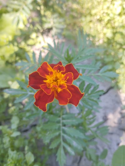 This is a close-up, eye-level, outdoor photograph of a single marigold flower. The flower is in focus and centrally positioned in the frame. It has deep red petals with bright yellow centers, and the edges of the petals are tinged with a lighter orange or yellow. The flower is surrounded by its feathery green leaves, which are slightly out of focus.
The background is a blur of green foliage and what appears to be cracked, dry earth or pavement. The lighting suggests it is daytime, possibly in the late morning or afternoon, with soft, diffused light casting subtle shadows. There are no people or other objects visible in the frame. The overall impression is one of natural beauty and a focus on the intricate details of the flower. The setting appears to be a garden or an outdoor area with vegetation. There is no visible text in the image.