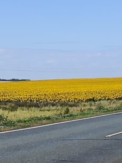 The image shows a paved road in the foreground, with a white line marking its edge. Beyond the road, a vast field of yellow sunflowers stretches towards the horizon. The sky above is a clear, light blue, with faint hints of clouds. In the distance, a line of trees can be seen against the horizon, marking the edge of the sunflower field. The overall impression is a rural landscape on a sunny day. The location is the village of Studenets, Russia.