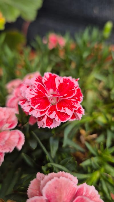 The image shows a close-up view of a vibrant pink and white carnation flower in full bloom. The petals are intricately layered and have a delicate, ruffled appearance, with a striking contrast between the deep red and soft pink hues. The flower is positioned slightly off-center, drawing the viewer's eye. Surrounding the main subject is a lush bed of green foliage, with other less focused pink flowers visible in the background, creating a soft bokeh effect. The lighting appears natural, highlighting the texture and color of the petals. The location is identified as Doirentsi, Bulgaria.