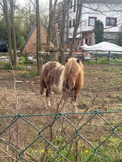 A brown and white pony stands among thin, bare branches in a muddy area. A green chain-link fence is visible in the foreground. In the background, there is a building. This image was taken near Hrvatska Dubica, Croatia.